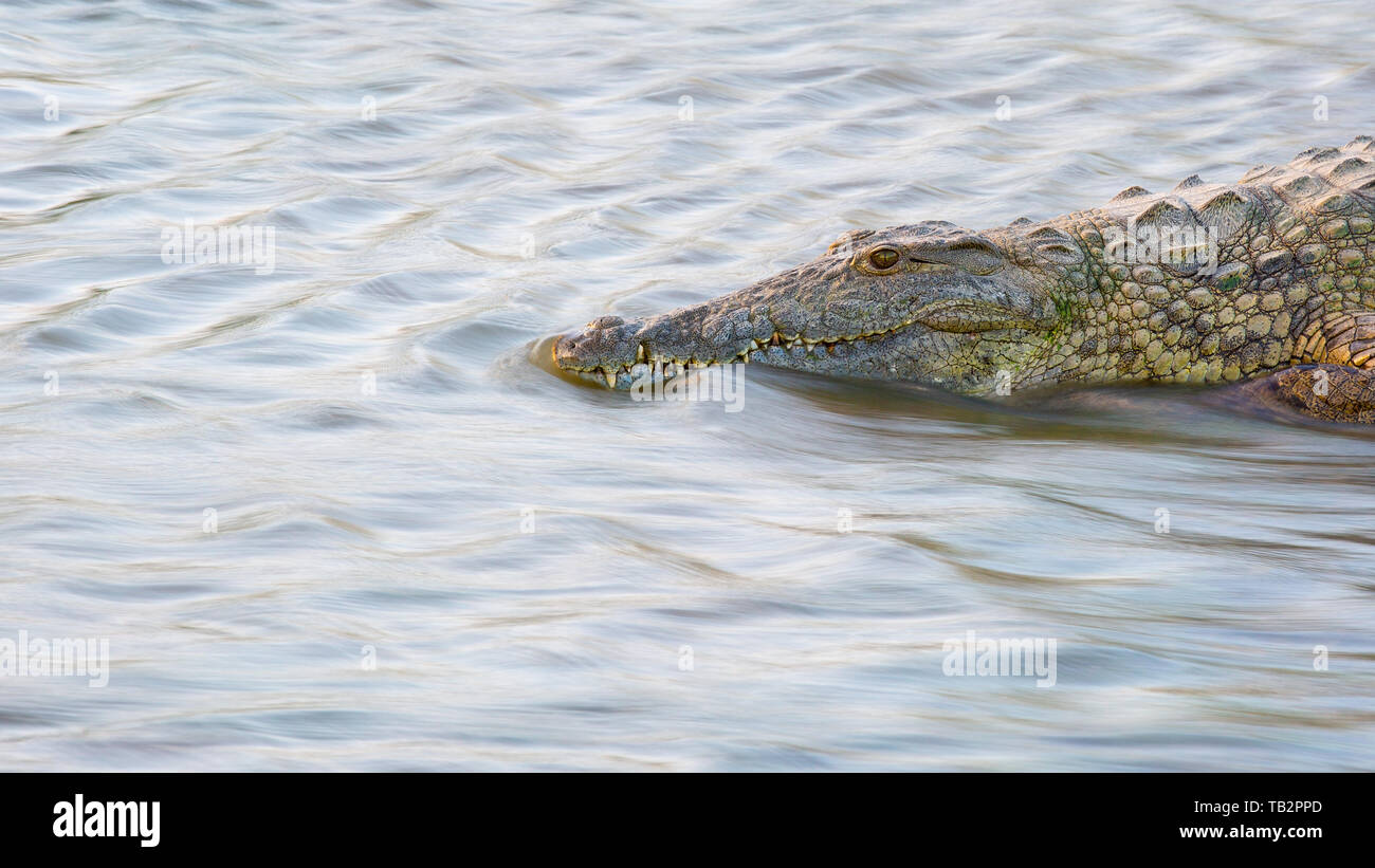 A crocodile, Crocodylus niloticus, stands in flowing water Stock Photo