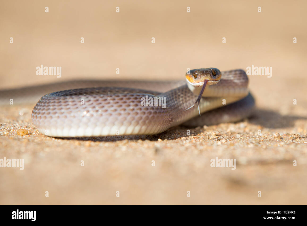 A herald snake, Crotaphopeltis hotamboeia, coils in the sand, direct gaze with tongue out Stock Photo