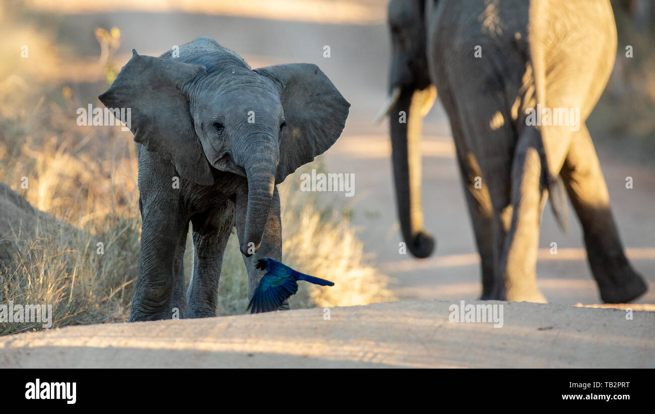 An elephant calf, Loxodonta africana, walks with its ears out and its mother in the background Stock Photo
