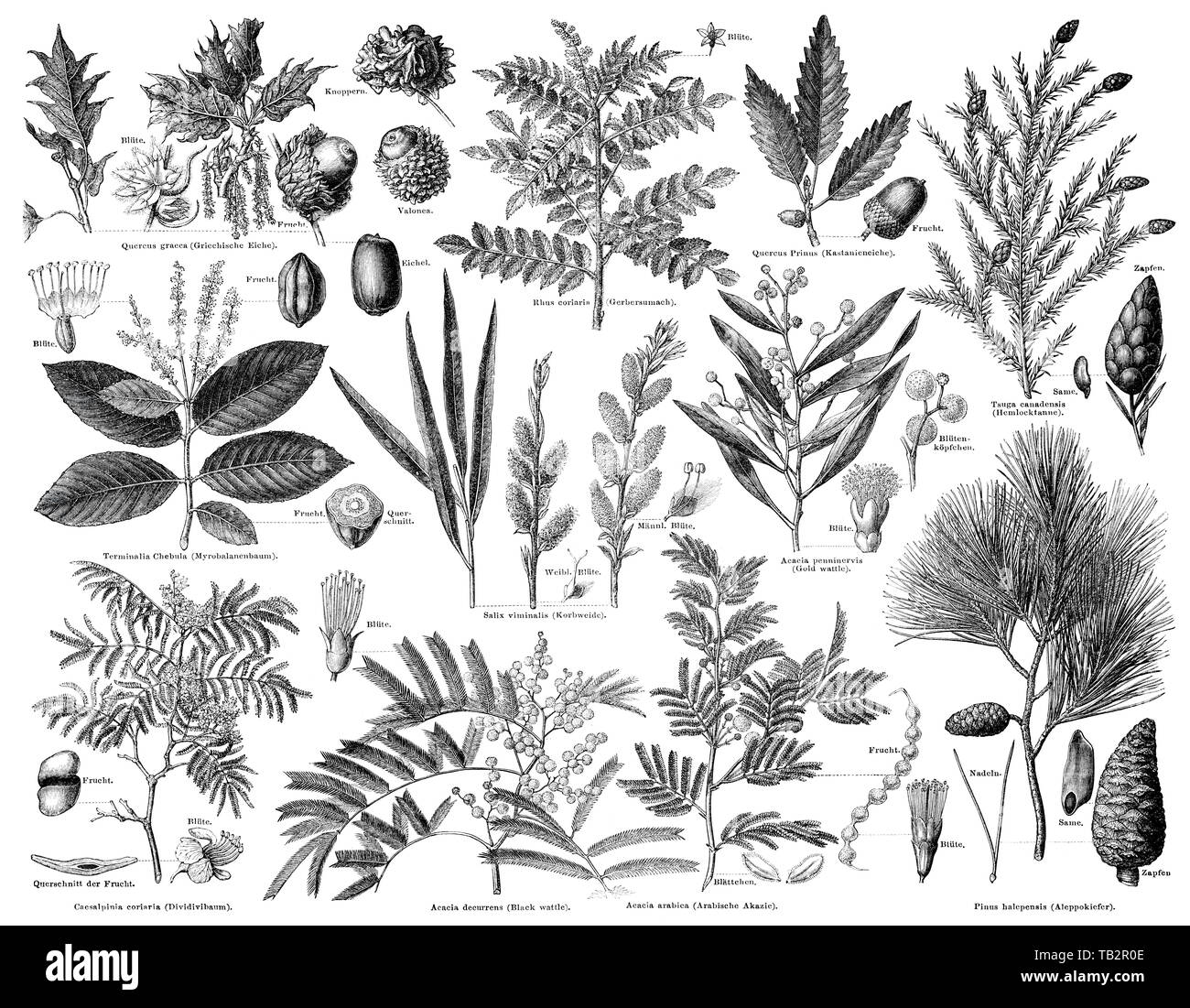 tanning agent plants, Pflanzen zur Gerbstoffgewinnung Stock Photo - Alamy