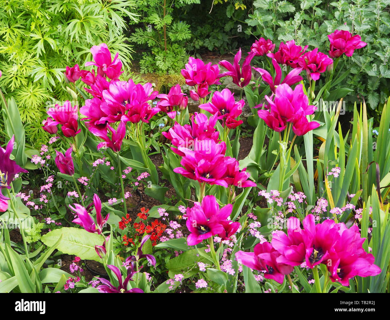 Tulip night club hires stock photography and images Alamy