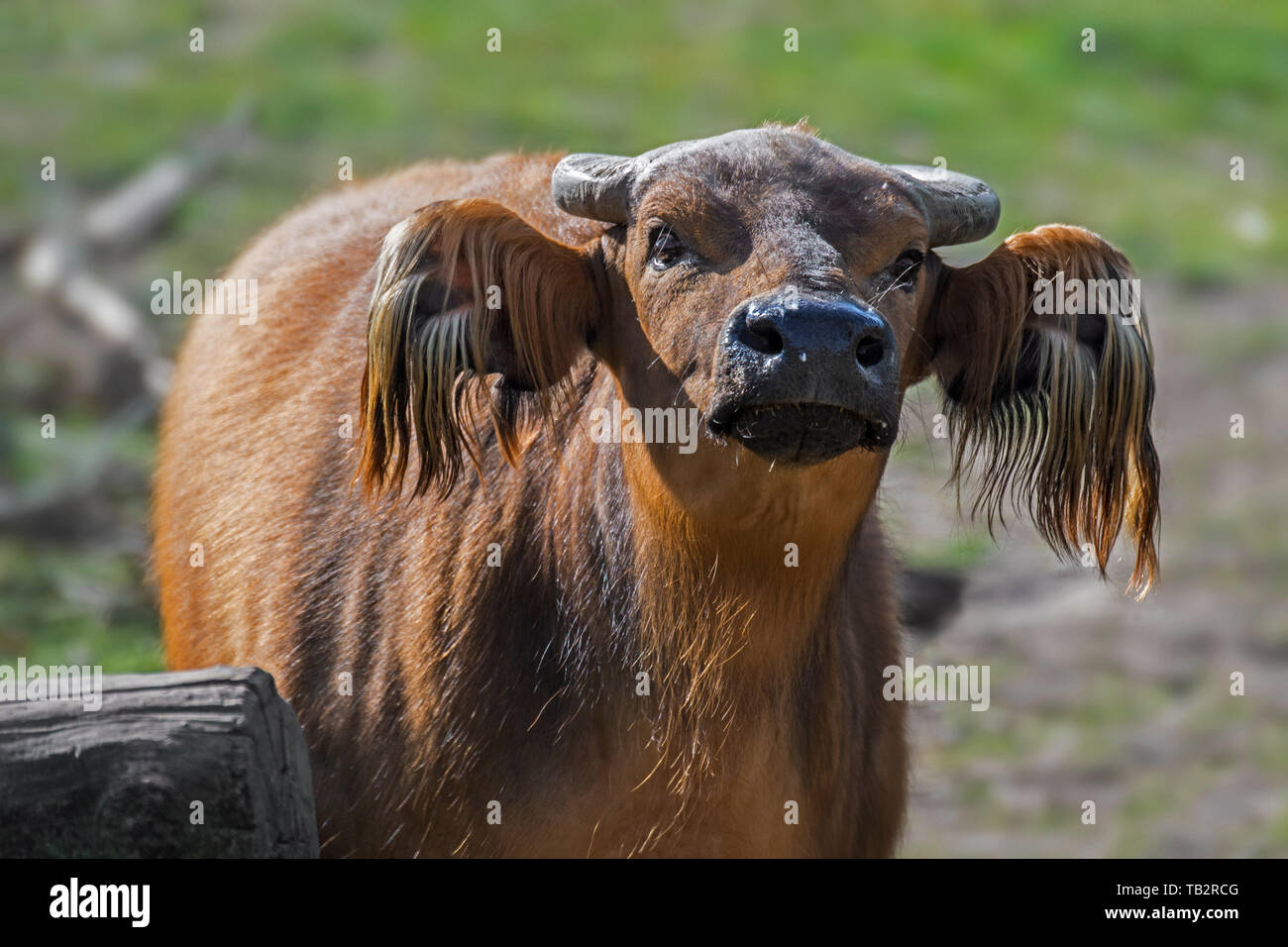 African forest buffalo / dwarf buffalo / Congo buffalo (Syncerus caffer nanus) native to the rainforests of central and western Africa Stock Photo