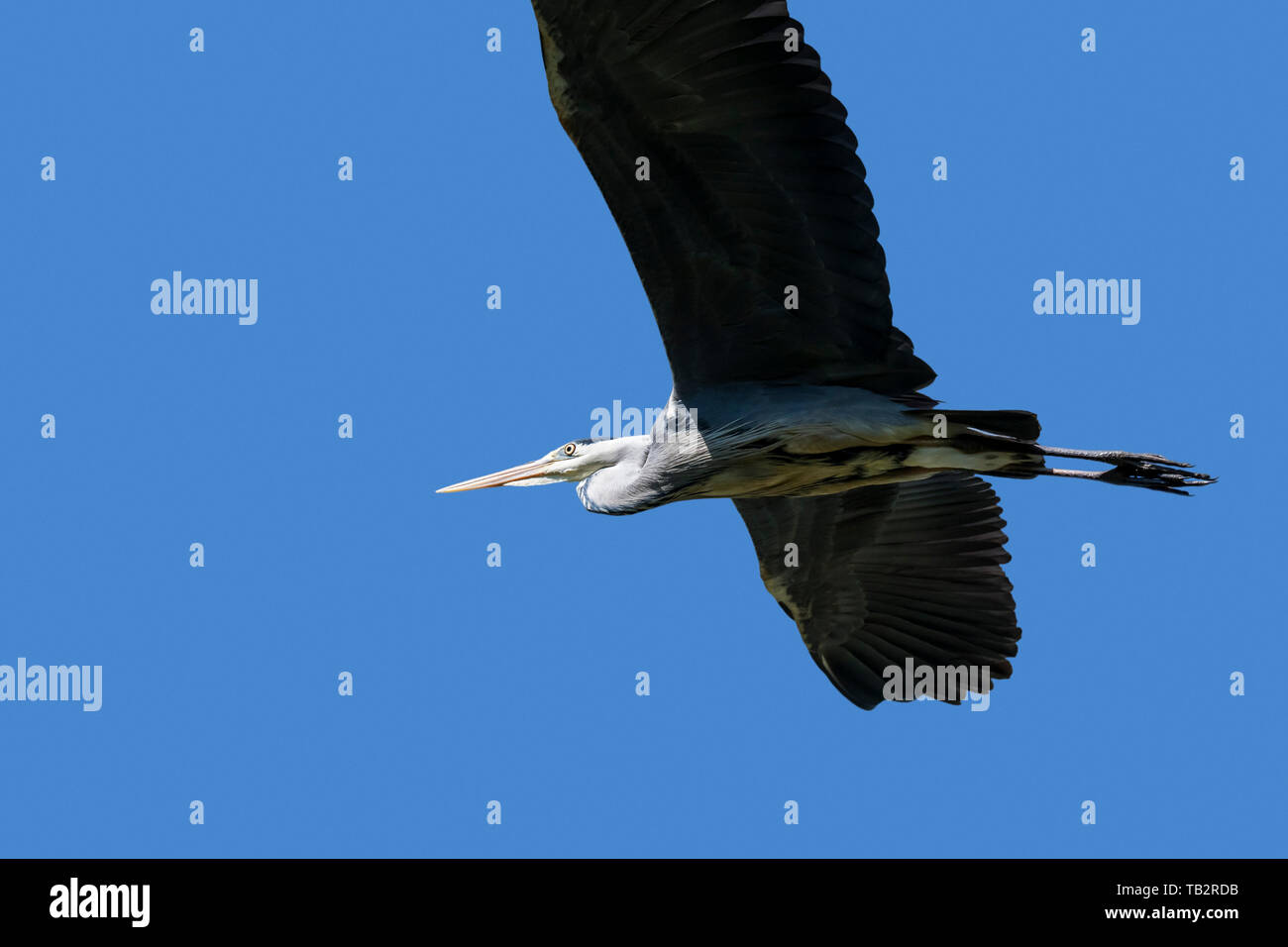 Grey heron / gray heron (Ardea cinerea) in flight against blue sky Stock Photo