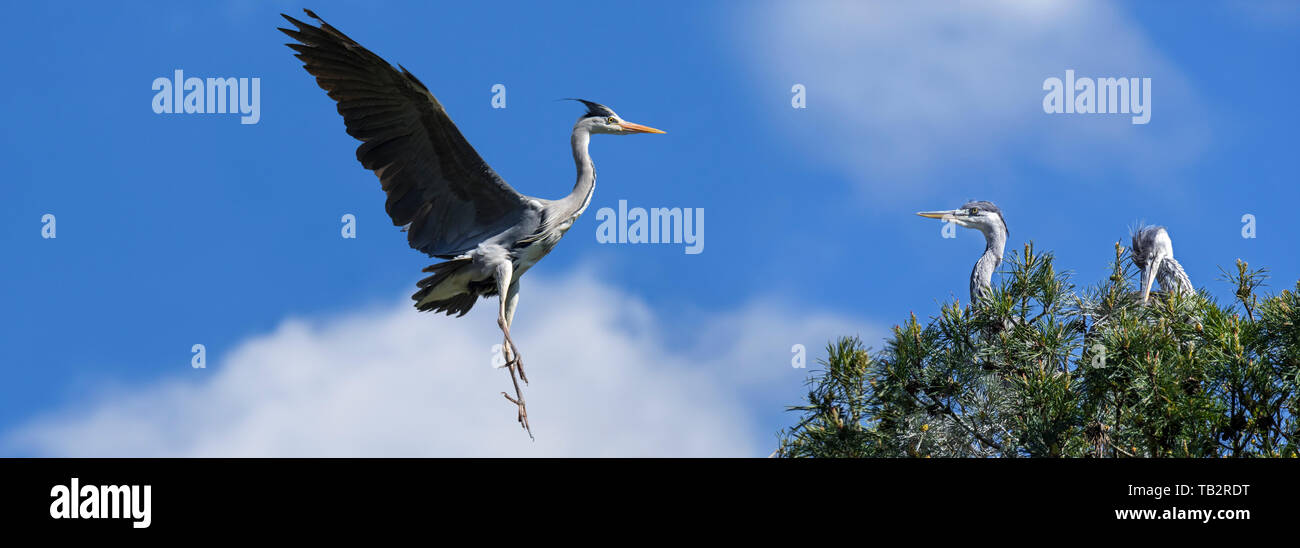 Grey heron parent landing on nest with two young grey herons / gray herons (Ardea cinerea) in spruce tree in spring Stock Photo