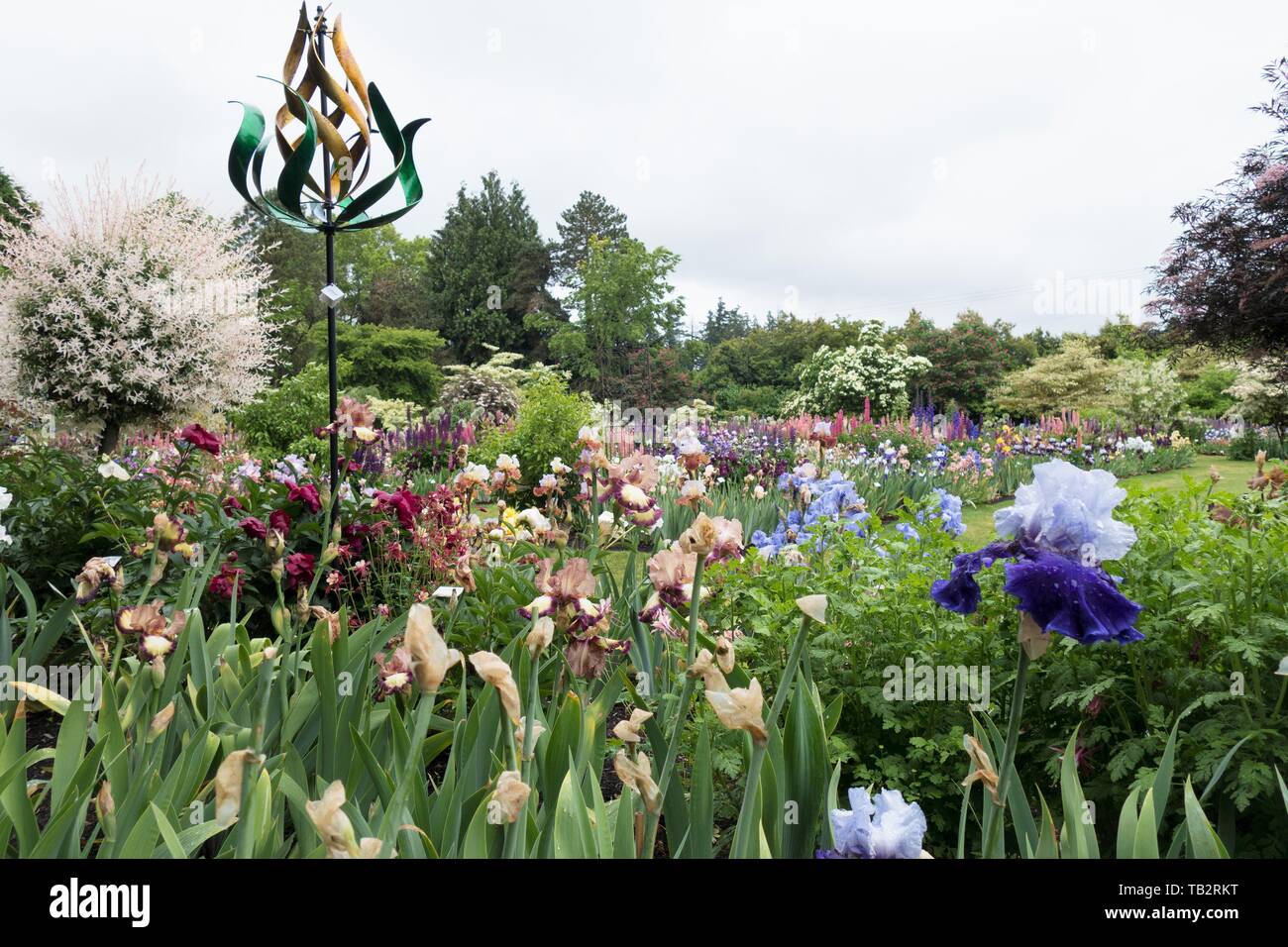Schreiner's Iris Gardens in Salem, Oregon, USA Stock Photo Alamy