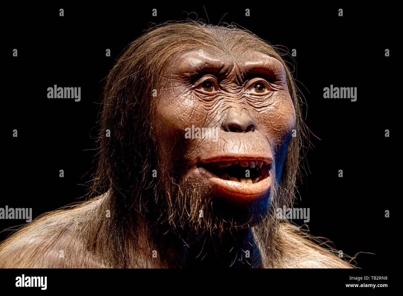 Cro magnon cave hi-res stock photography and images - Alamy
