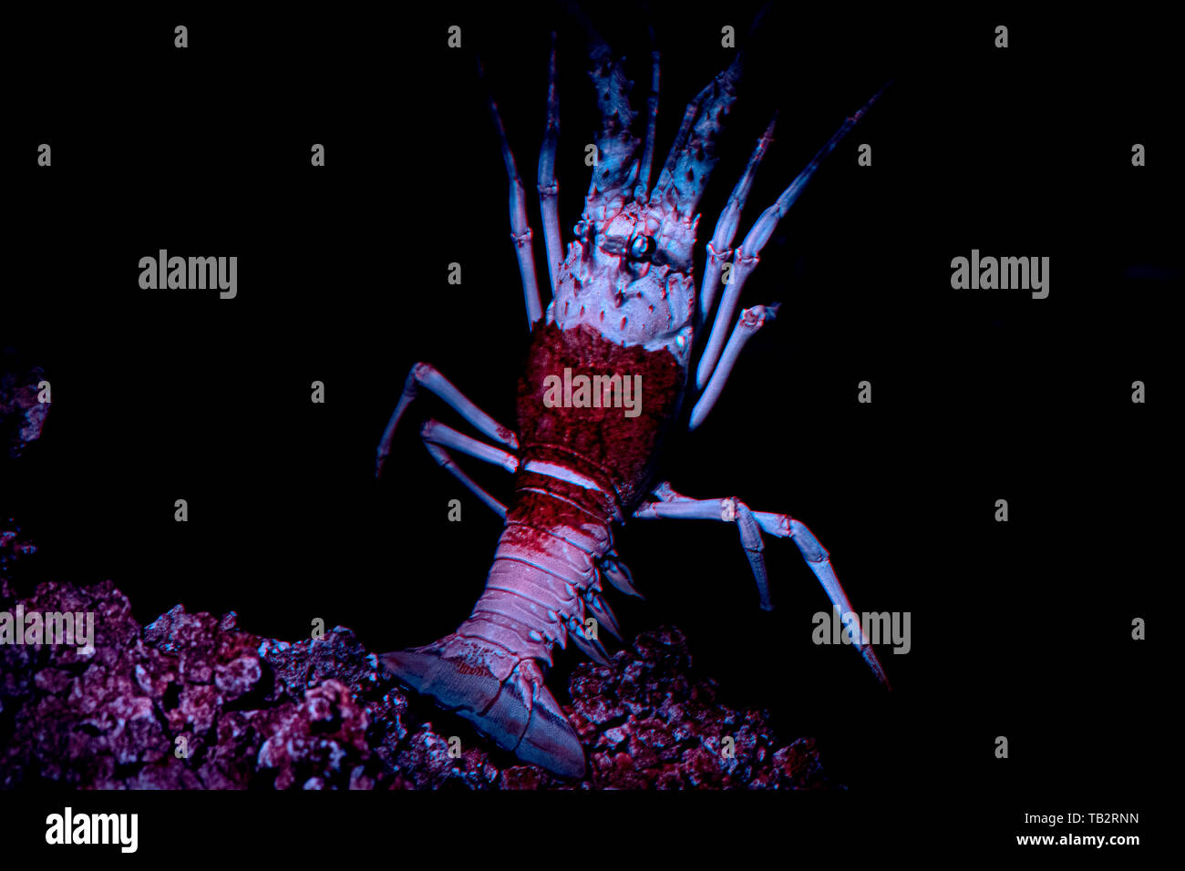 Alien Movie High Resolution Stock Photography And Images Alamy