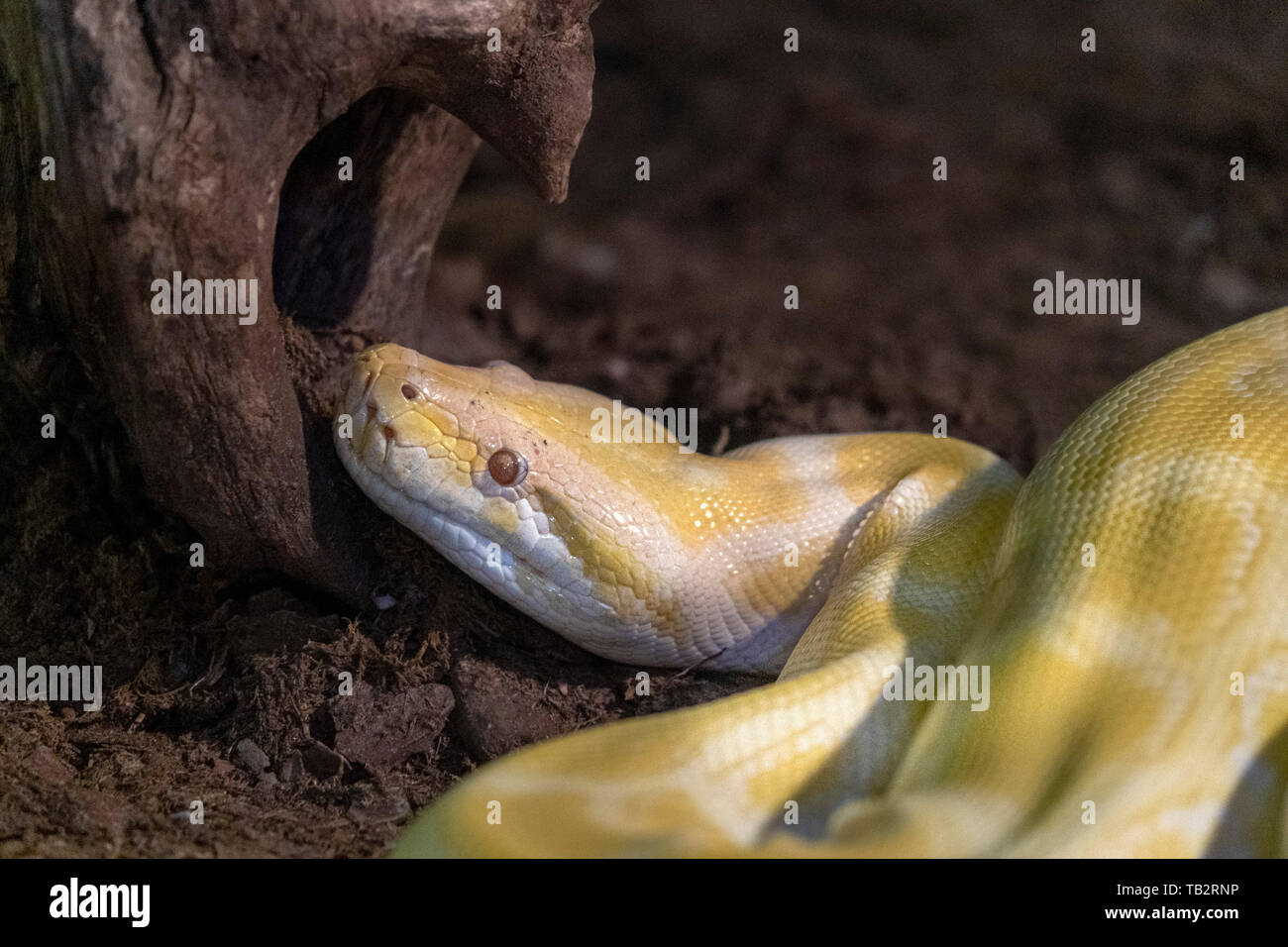 yellow python on a tree portrait Stock Photo - Alamy