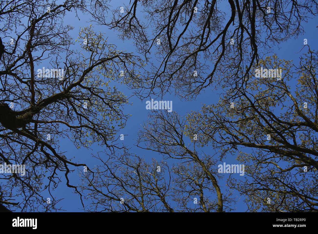 Tree tops on a spring day with blue sky Stock Photo