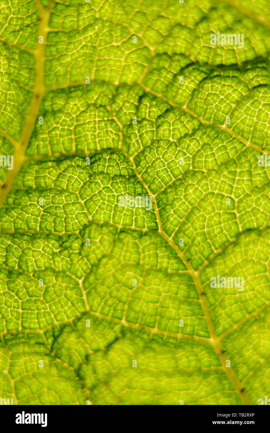 gunnera manicata or giant rhubarb leaf close up to show it cellular structure Stock Photo