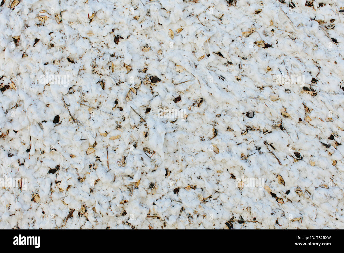Close up of a cotton harvest, the white fluffy bolls of cotton seedhead packed together. Stock Photo
