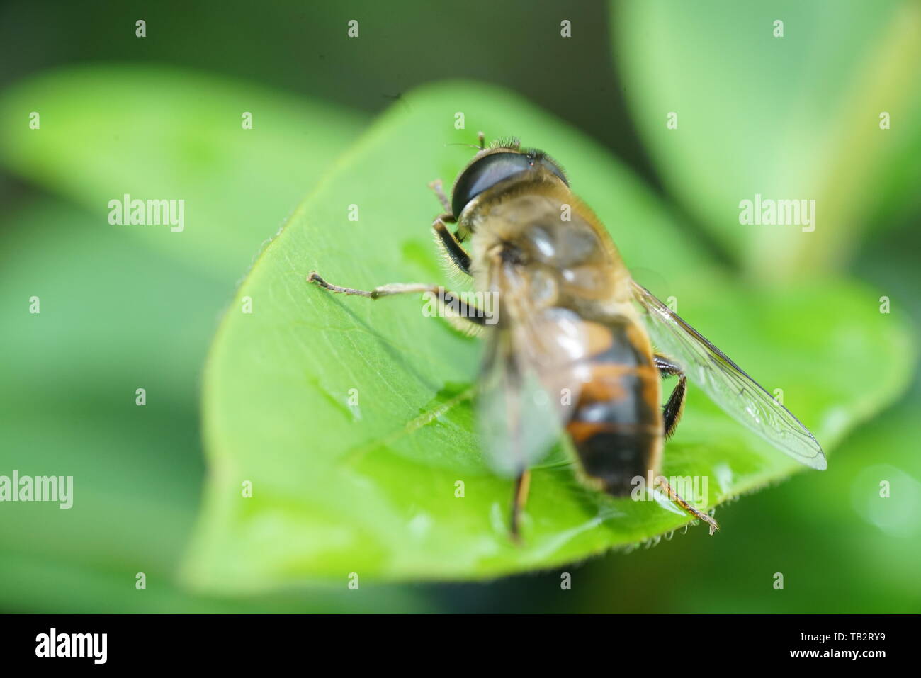 Wild bees at work with flowers in Germany Stock Photo Alamy