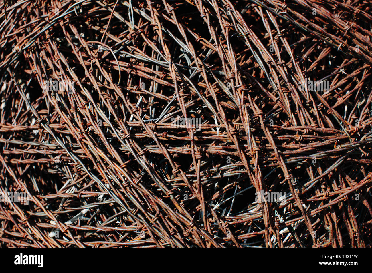 Barbed wire, mass of tangled rusty corroding sharp barbed wire Stock Photo