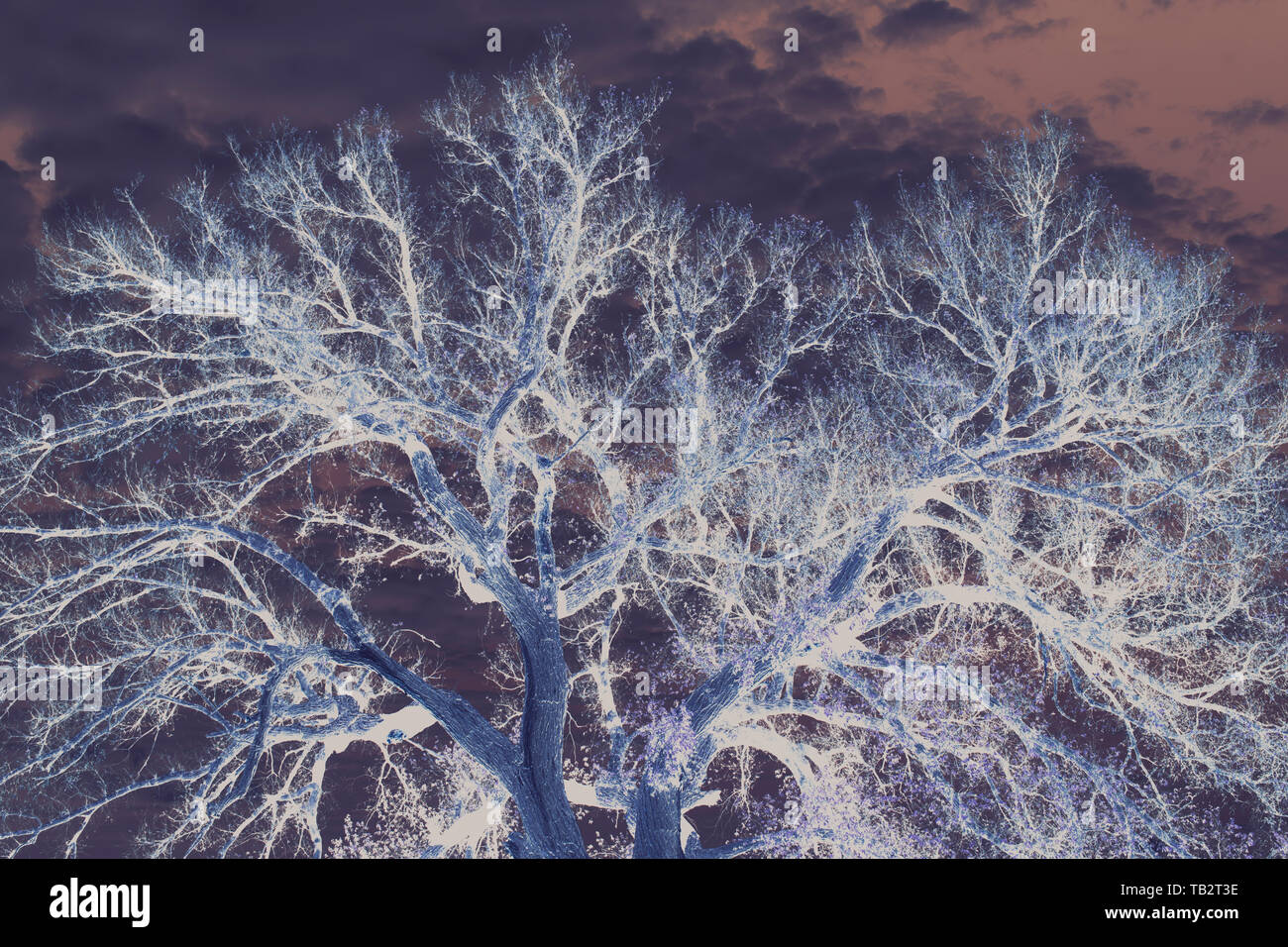 Inverted image of a large cottonwood tree, view from below of the tree canopy and branches against the sky. Stock Photo