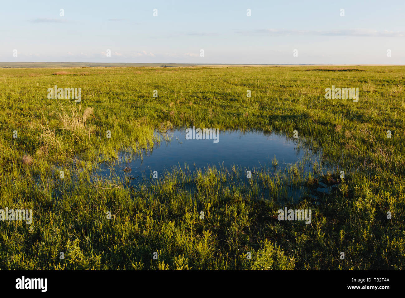 View across the wide open space of the Tallgrass Prairie Preserve in spring, grassland and a small dew pond. Stock Photo