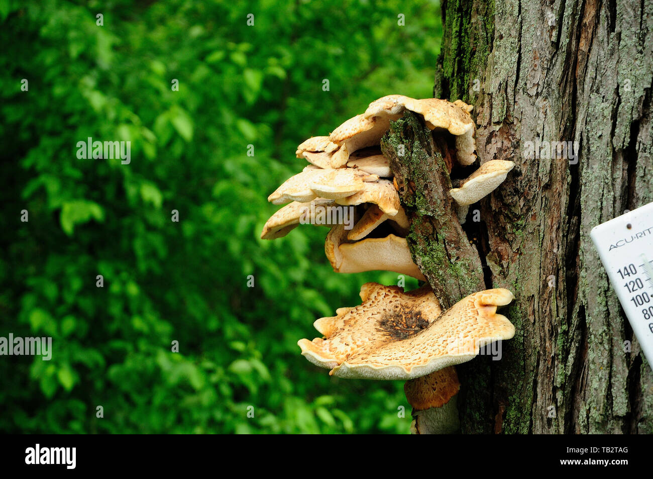 Unknown species of Mushroom growing out of tree trunk bark. A rather large example at height of approx 1.5 feet. Stock Photo