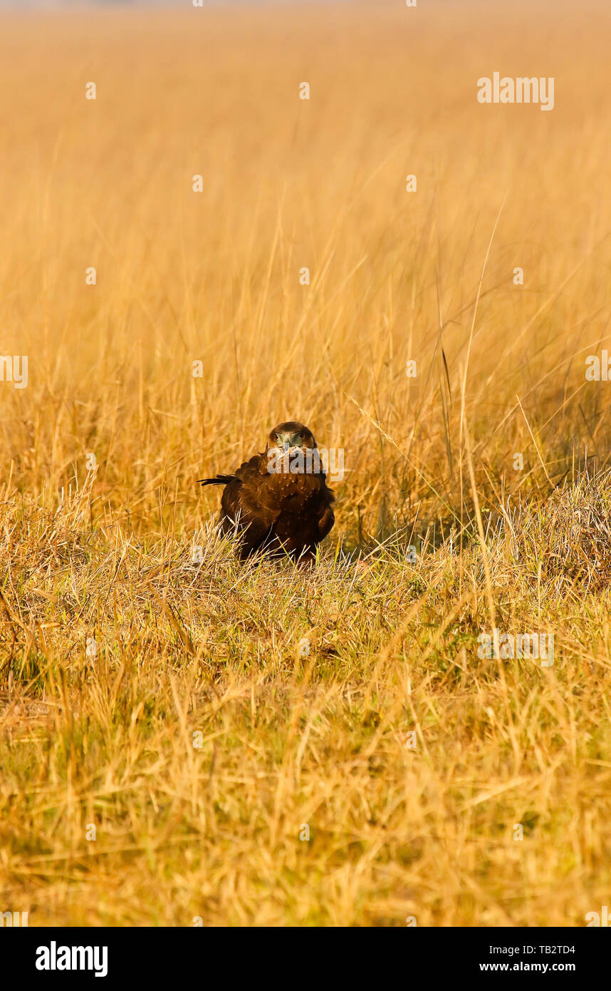 Inmature of Bateleur eagle (Terathopius ecaudatus). Busanga Plains. Kafue National Park. Zambia Stock Photo