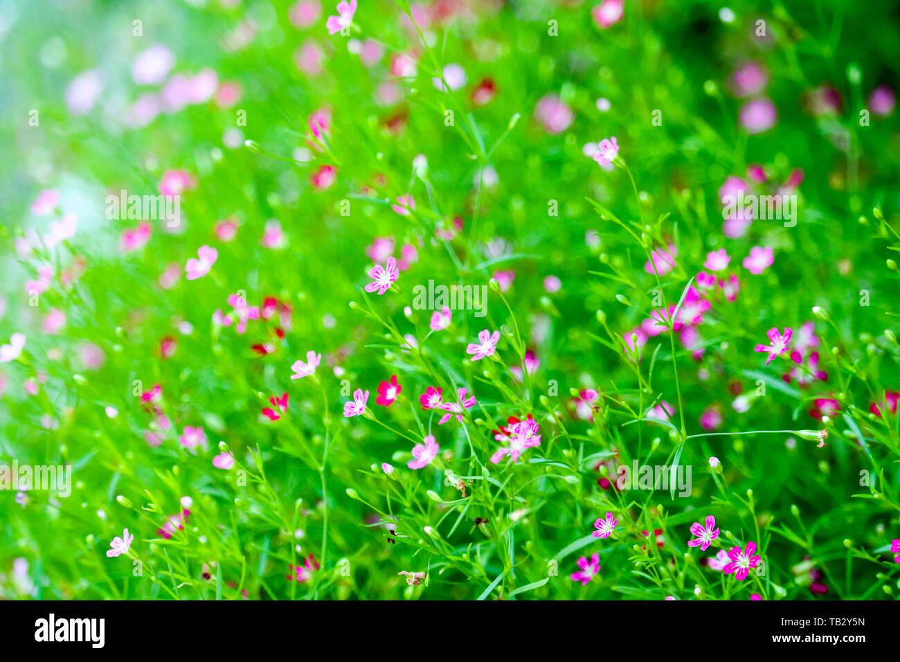 colorful beautiful pink gypsophila boutique flower in the garden Stock Photo