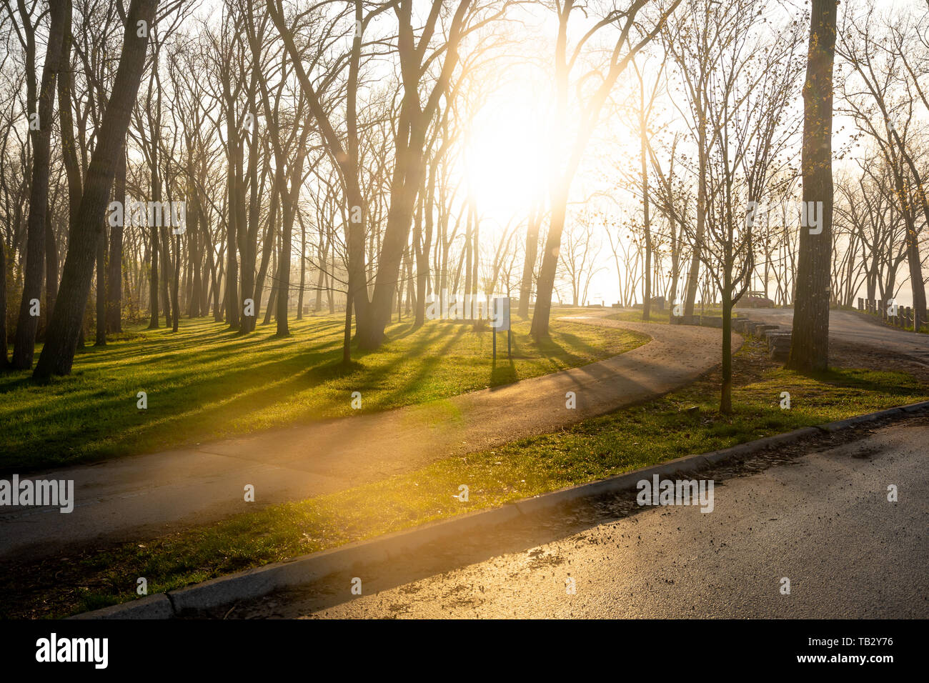 Morning sun light rays coming thru springtime trees Stock Photo - Alamy