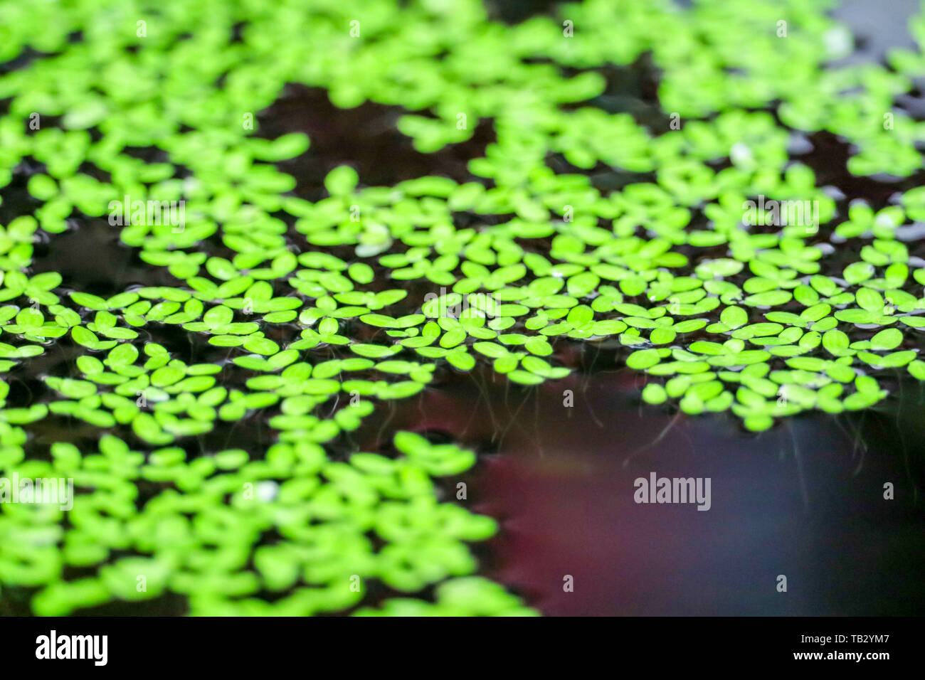 Aquatic Floating Plants Duckweed