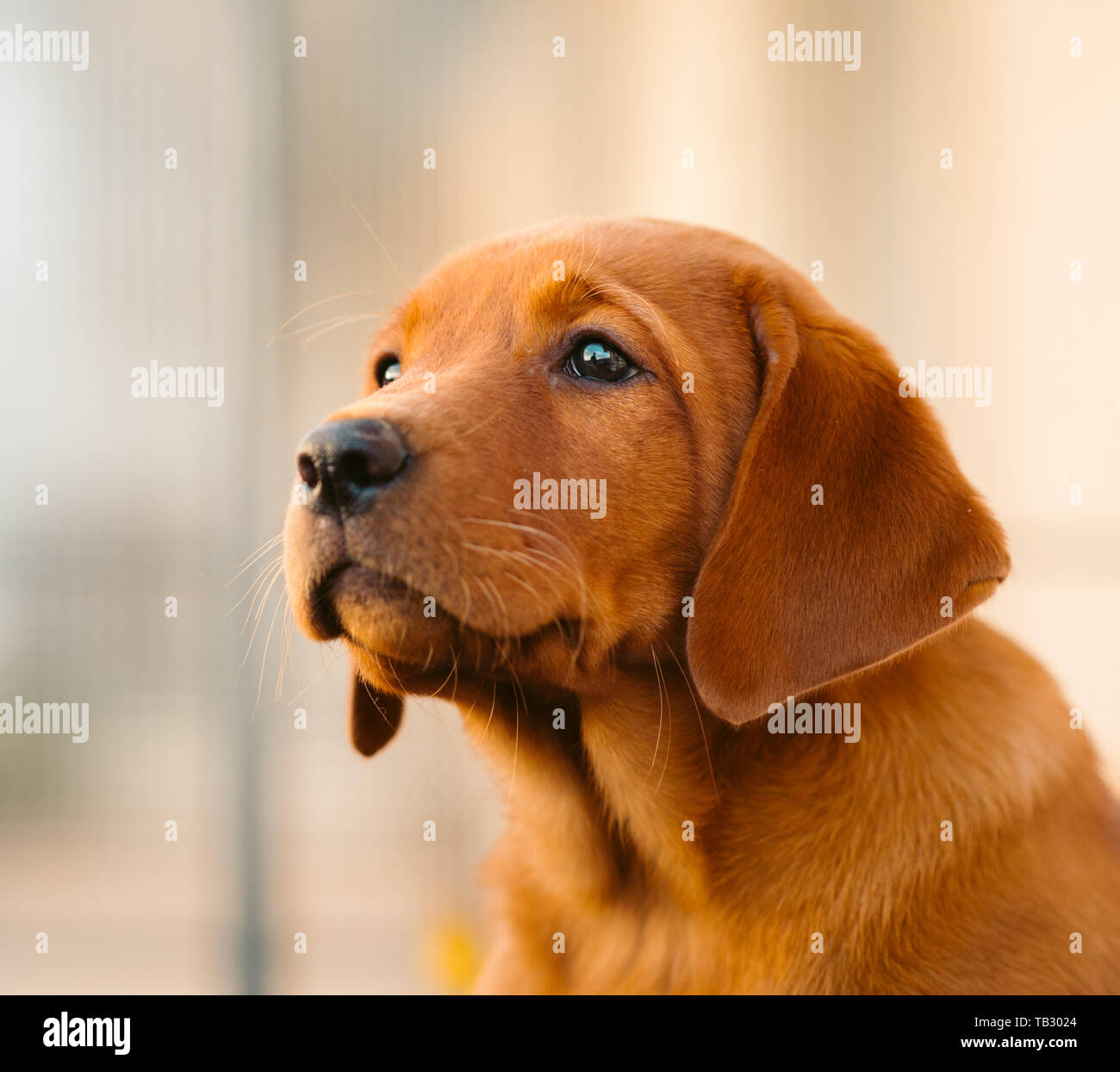 cute light-brown labrador retriever puppy Stock Photo