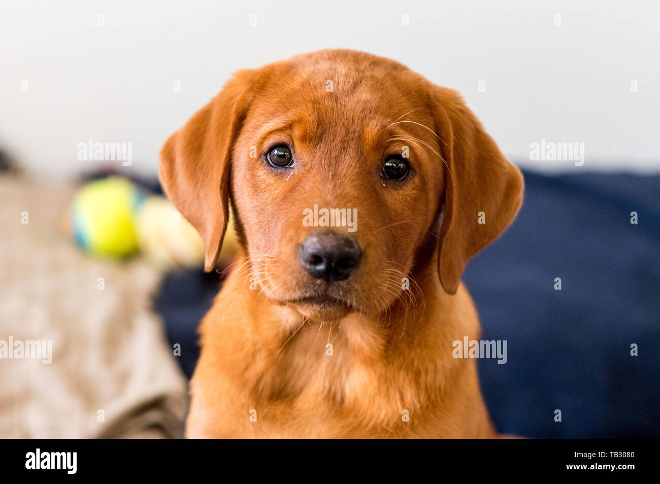 cute light-brown labrador retriever puppy Stock Photo - Alamy