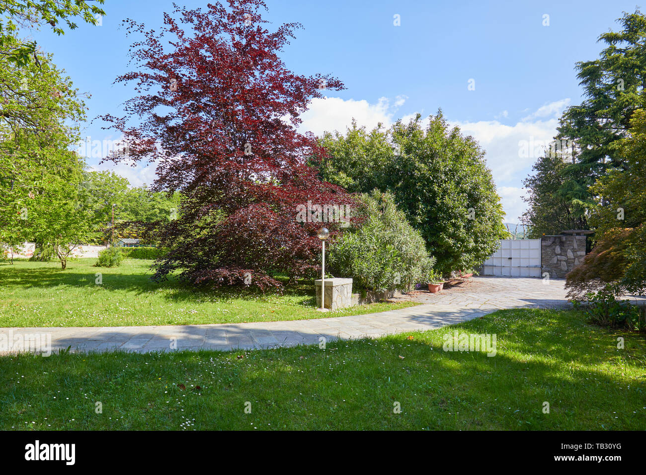 Garden with green meadow, red beech tree and stone tiled path in a sunny summer day, Italy Stock Photo