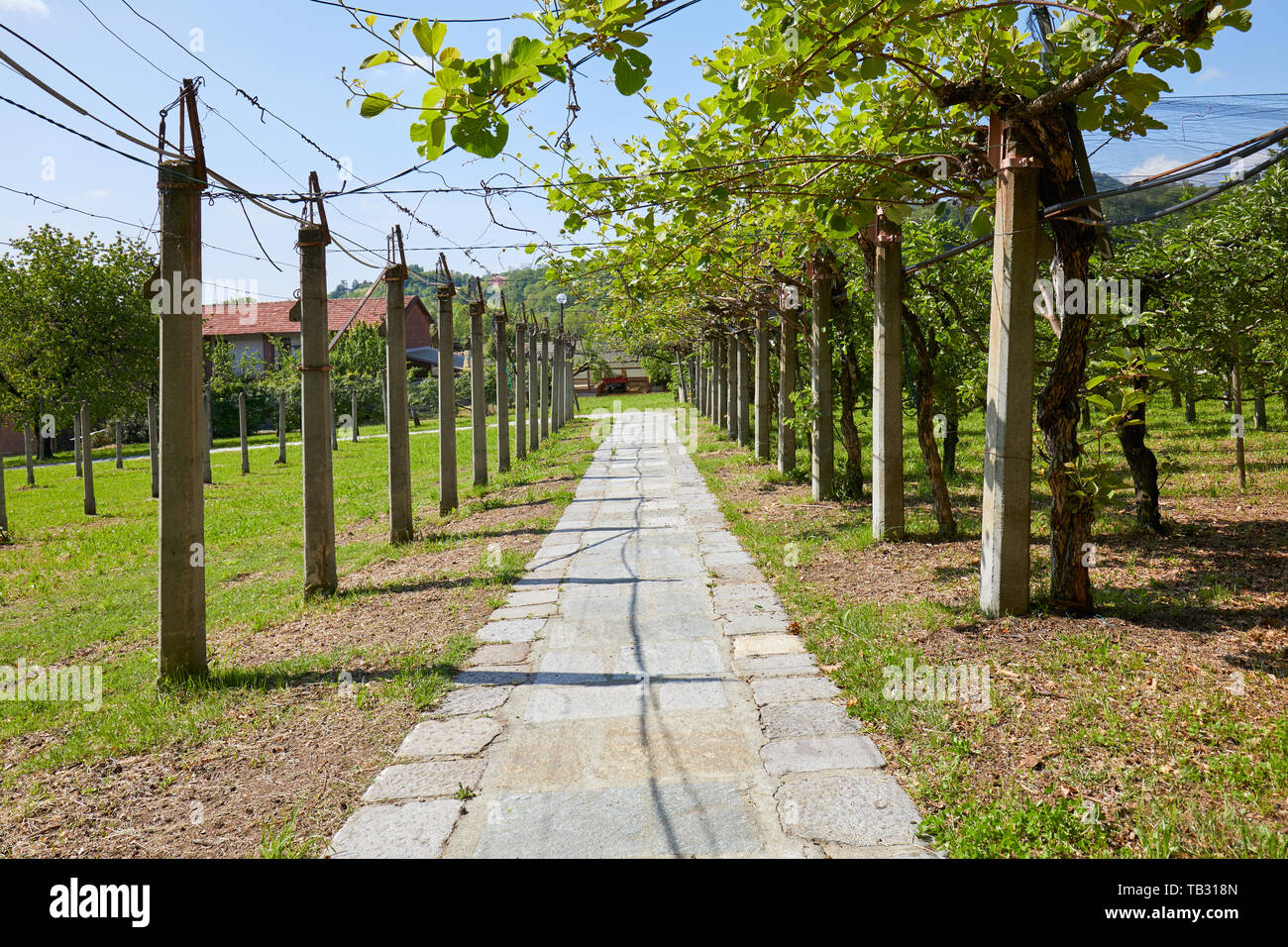 Kiwi and apple orchard and stone tiled path in a sunny summer day