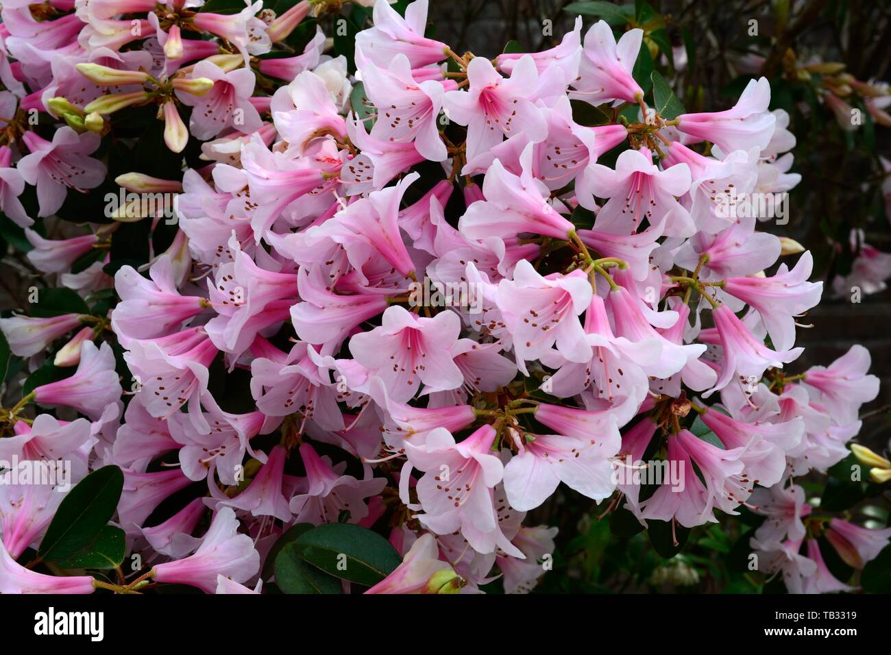 Rhododendron Pink Gin flowers Stock Photo