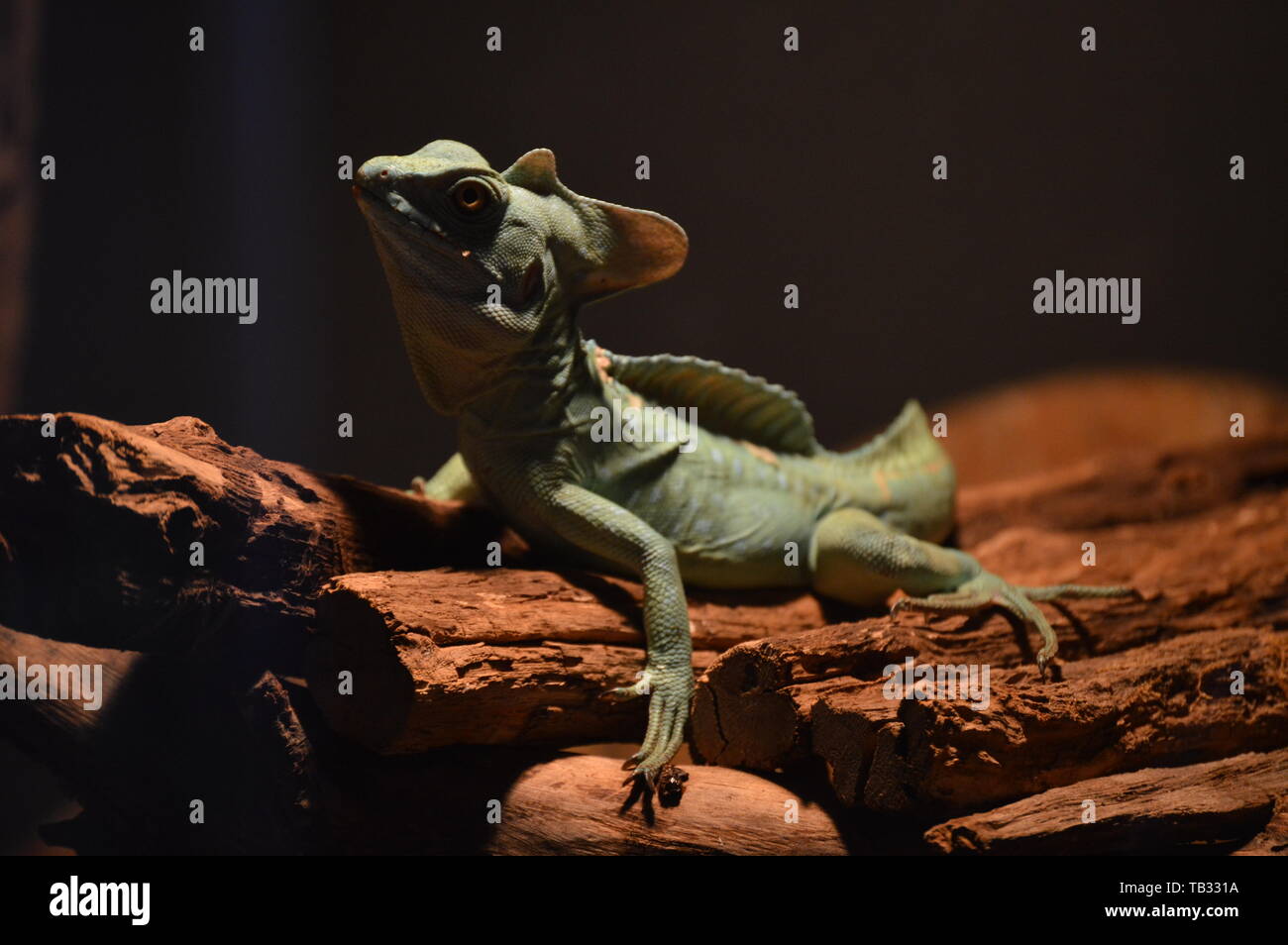 Aquarium terrarium krk hires stock photography and images Alamy