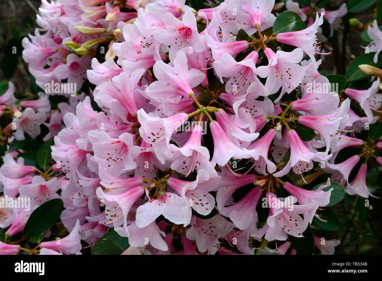 Rhododendron Pink Gin flowers Stock Photo