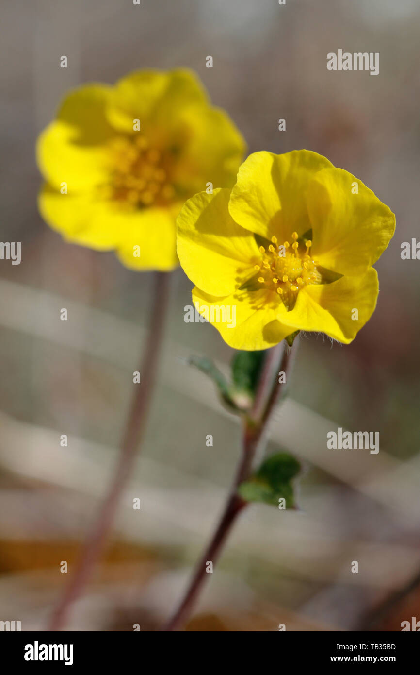 Arctic poppy (Papaver radicatum) growing on the tundra, central Nunavut