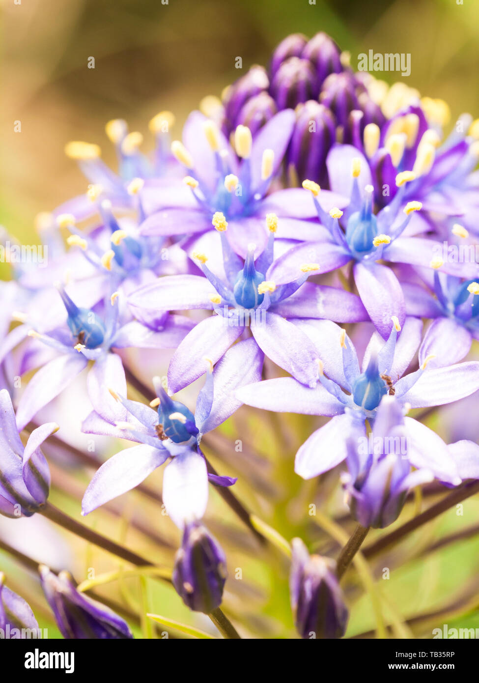 Close up photo of wild blue flowers growing on a meadow in Portugal ...