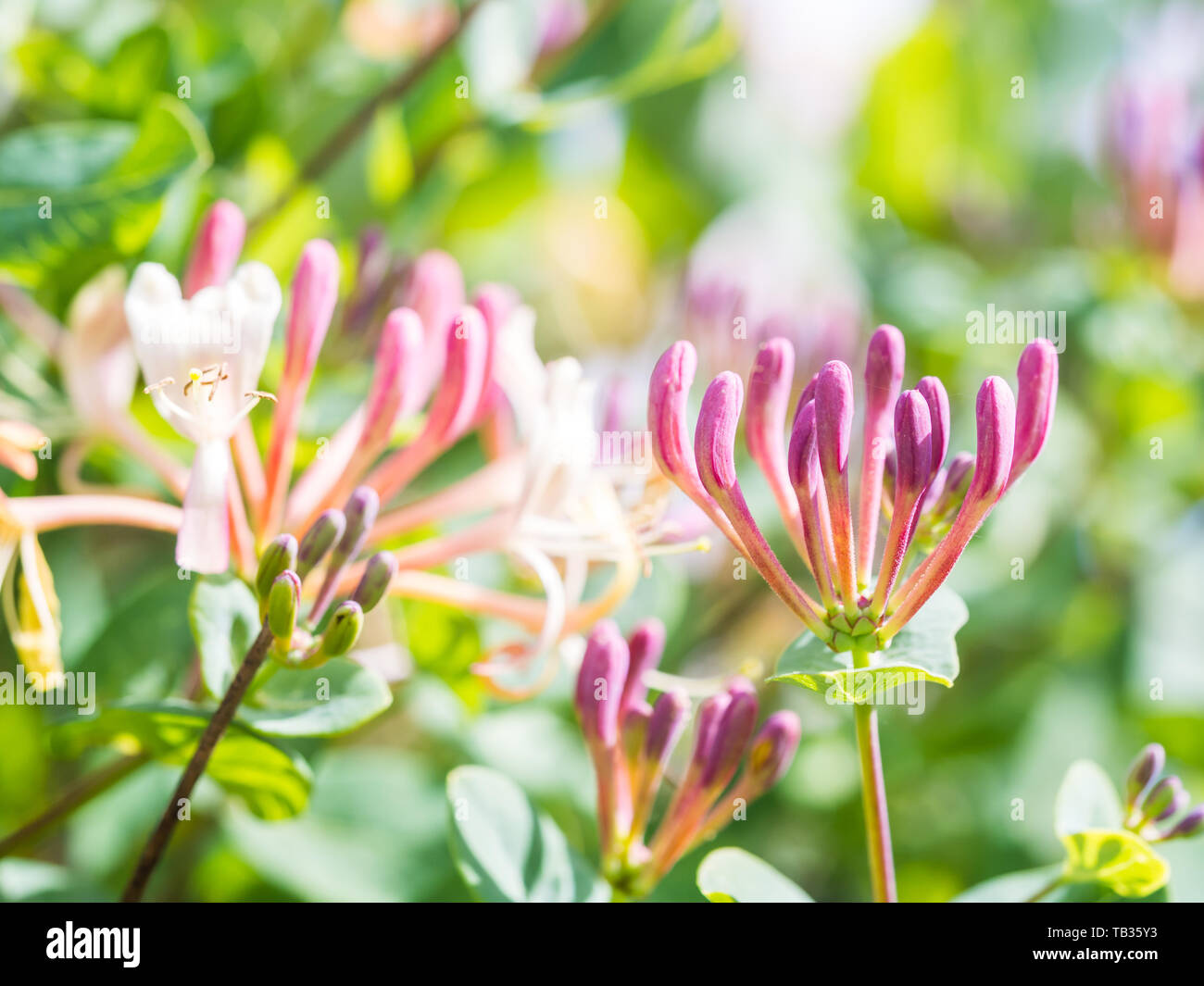 Wild flowers growing around Lisbon in Portugal. Stock Photo