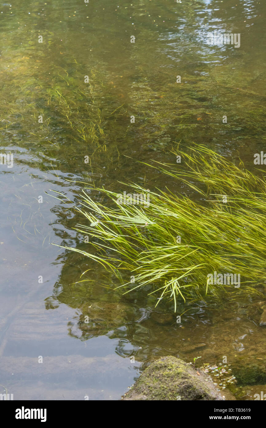 Submerged light green grass-like weeds in flowing waters of River Fowey. Believed to be Vallisneria spiralis / Eelweed, Eelgrass, tapeweed, tapegrass. Stock Photo
