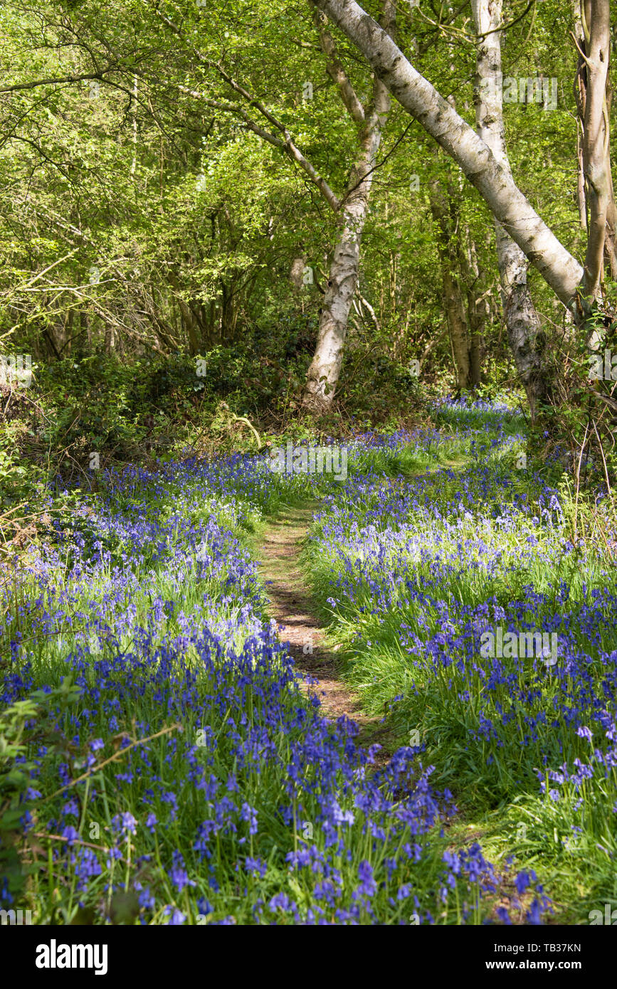 The Nature reserve that is run by Yorkshire Wildlife Trust is full of bluebells every Spring with the best showing in May every year Stock Photo