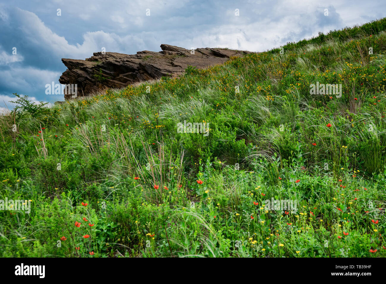 Steppe Flowers High Resolution Stock Photography And Images Alamy