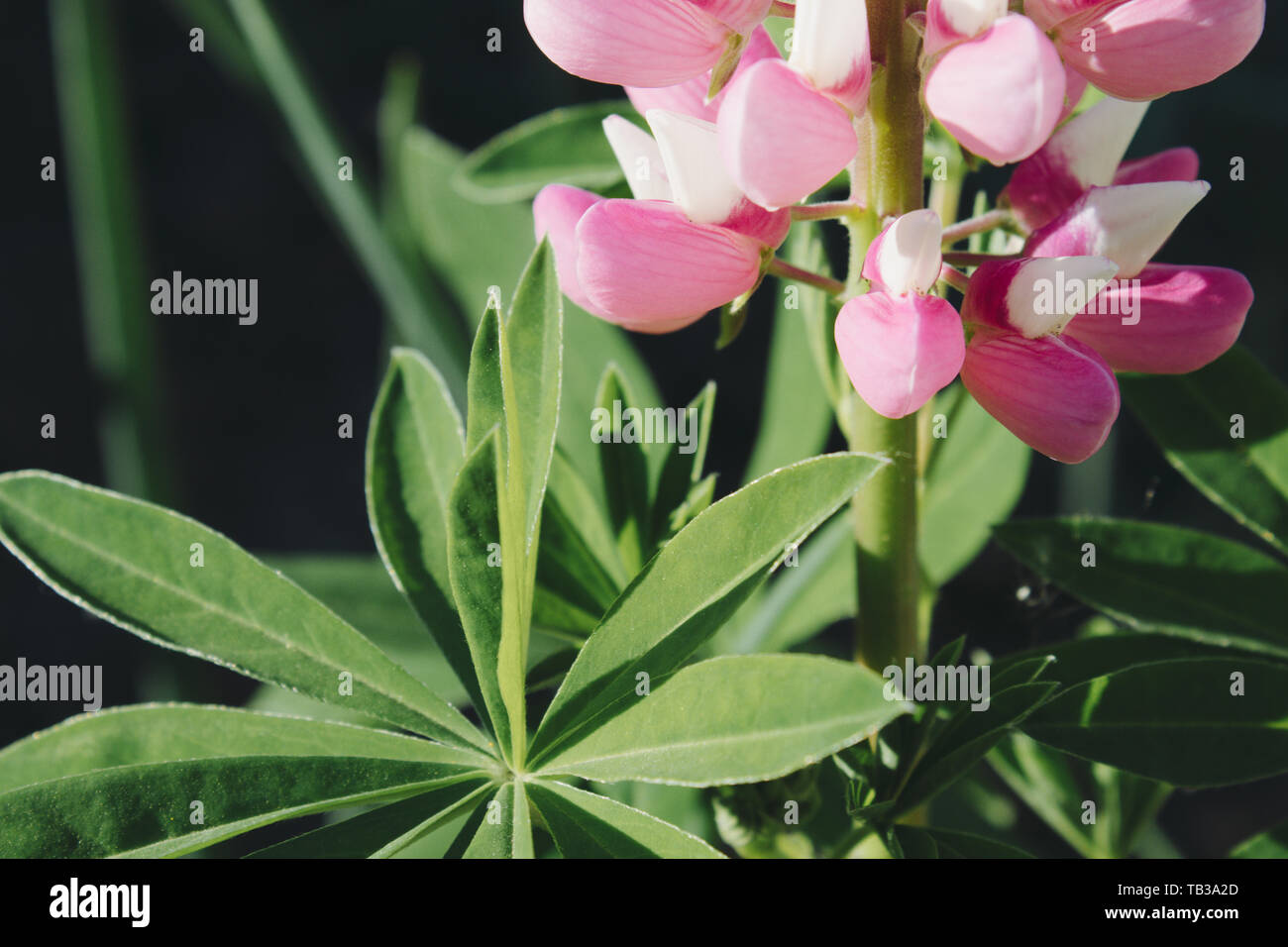 Green leaves and pink flowers shrub hi-res stock photography and images ...