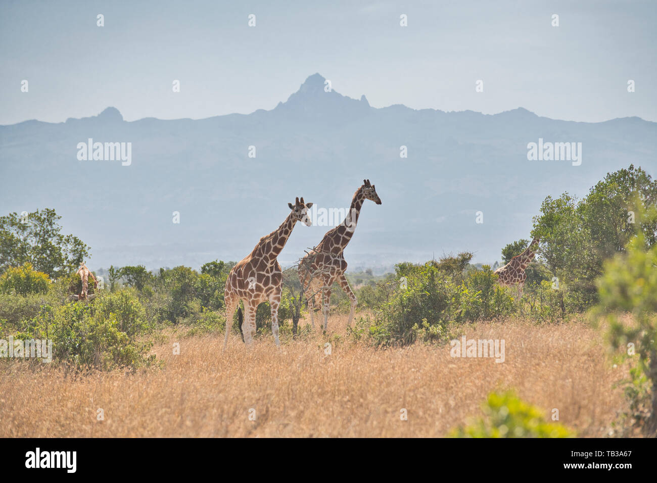 Reticulated giraffe (Giraffa camelopardalis reticulata) with Mount Kenya in the background Stock Photo