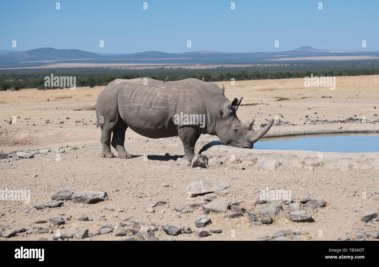 White or grass rhinoceros (Ceratotherium simum) drinking at an artificial water hole. Stock Photo