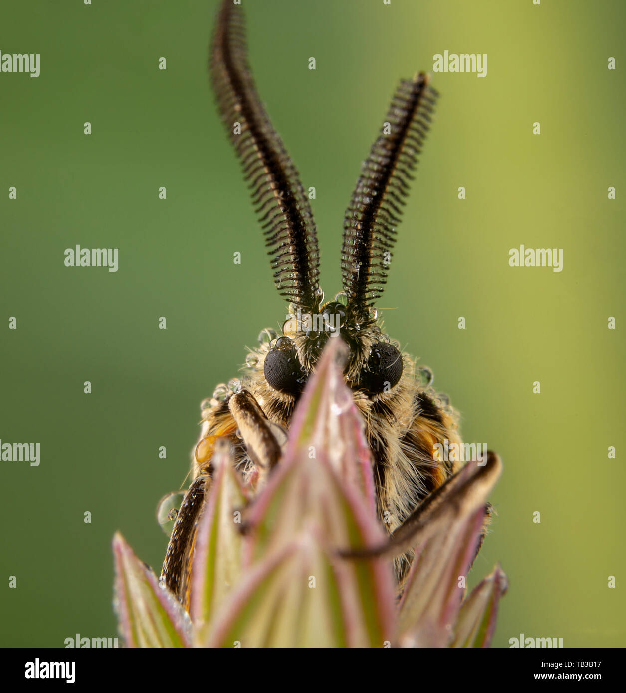 Spiris striata. Arctiinae Male moth posing on green leaf with big wet antennae Stock Photo
