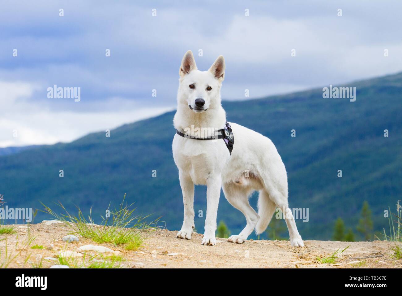 Berger Blanc Suisse Stock Photo