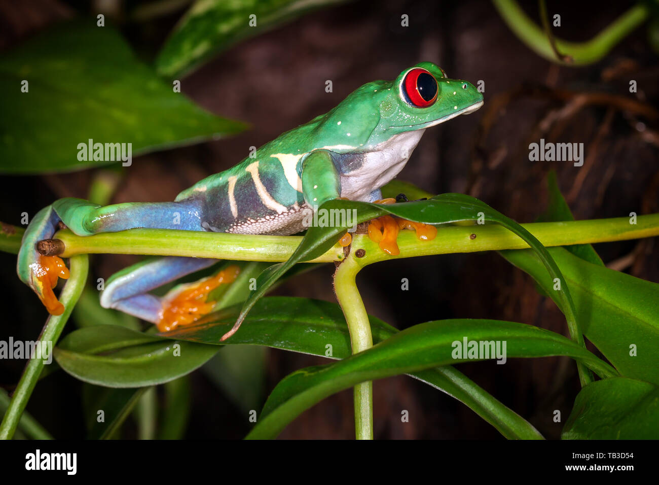 The red eyed tree frog looking to the distance Stock Photo