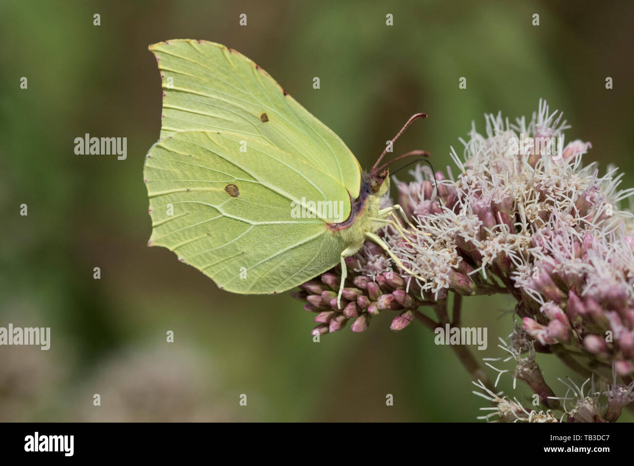 Common Brimstone butterfly, 'butter-coloured fly', England, UK Stock Photo