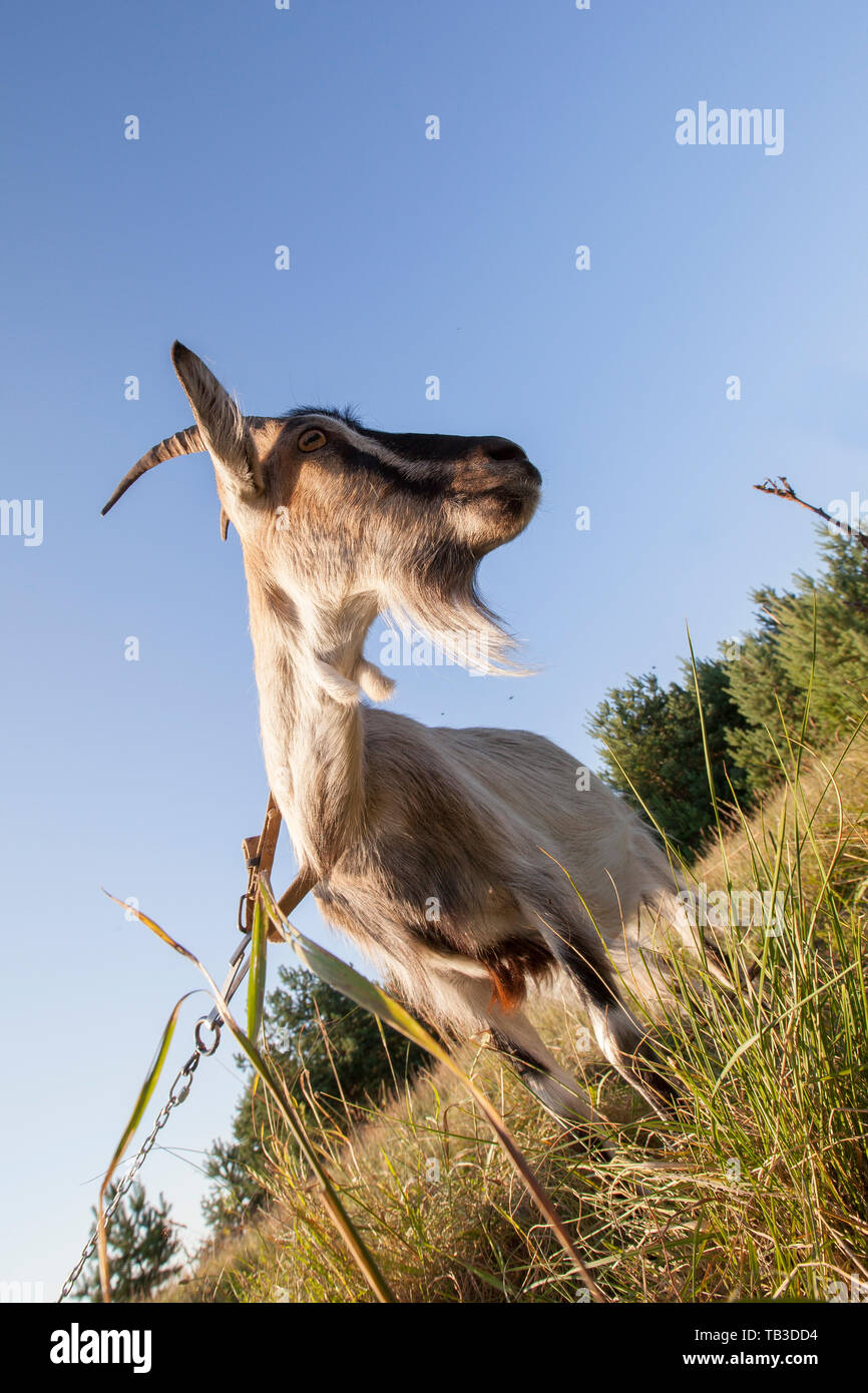 She-goat in the meadow Stock Photo
