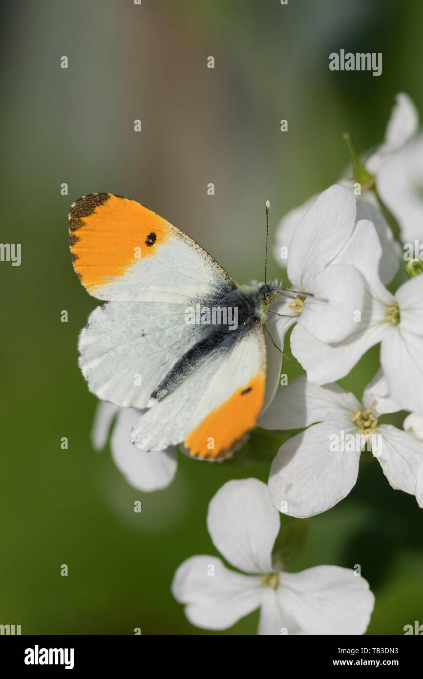 Orange-tip butterfly 'Anthocharis cardamines' on a , England, UK Stock Photo