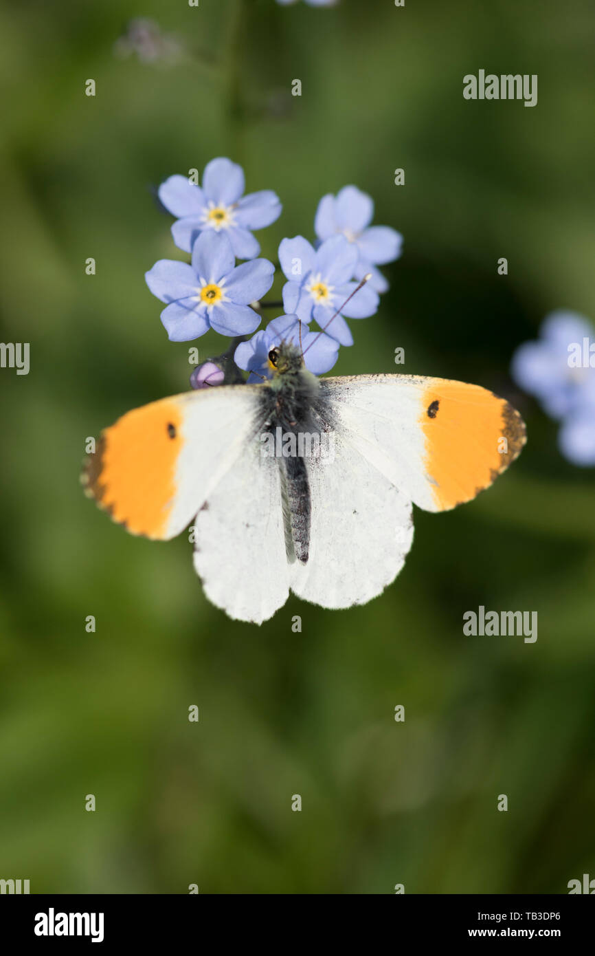 Orange-tip butterfly 'Anthocharis cardamines' on a forget-me-not plant , England, UK Stock Photo