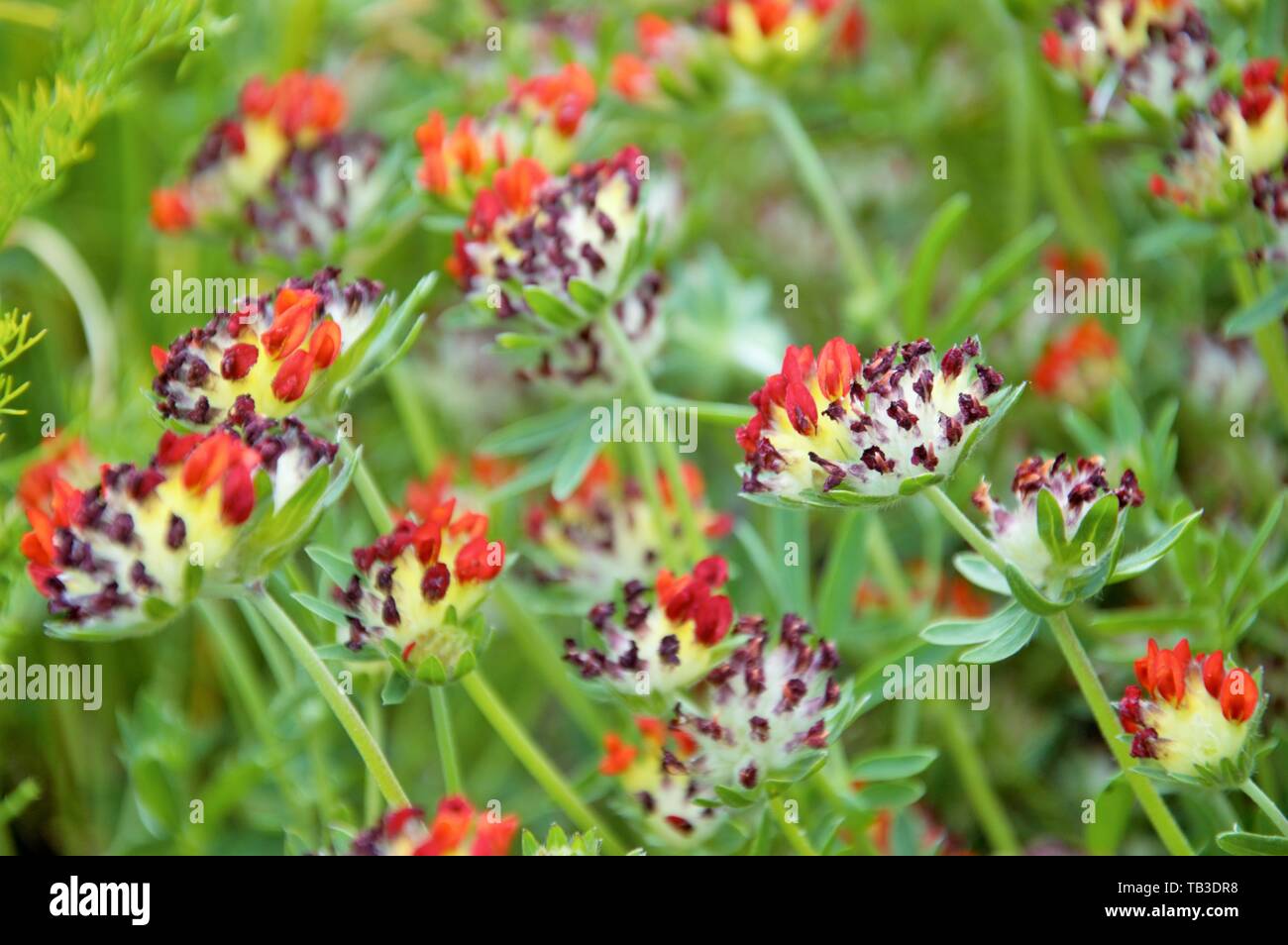 Mulit colored flowers of a kidney vetch plant in spring in a garden in Nijmegen the Netherlands Stock Photo