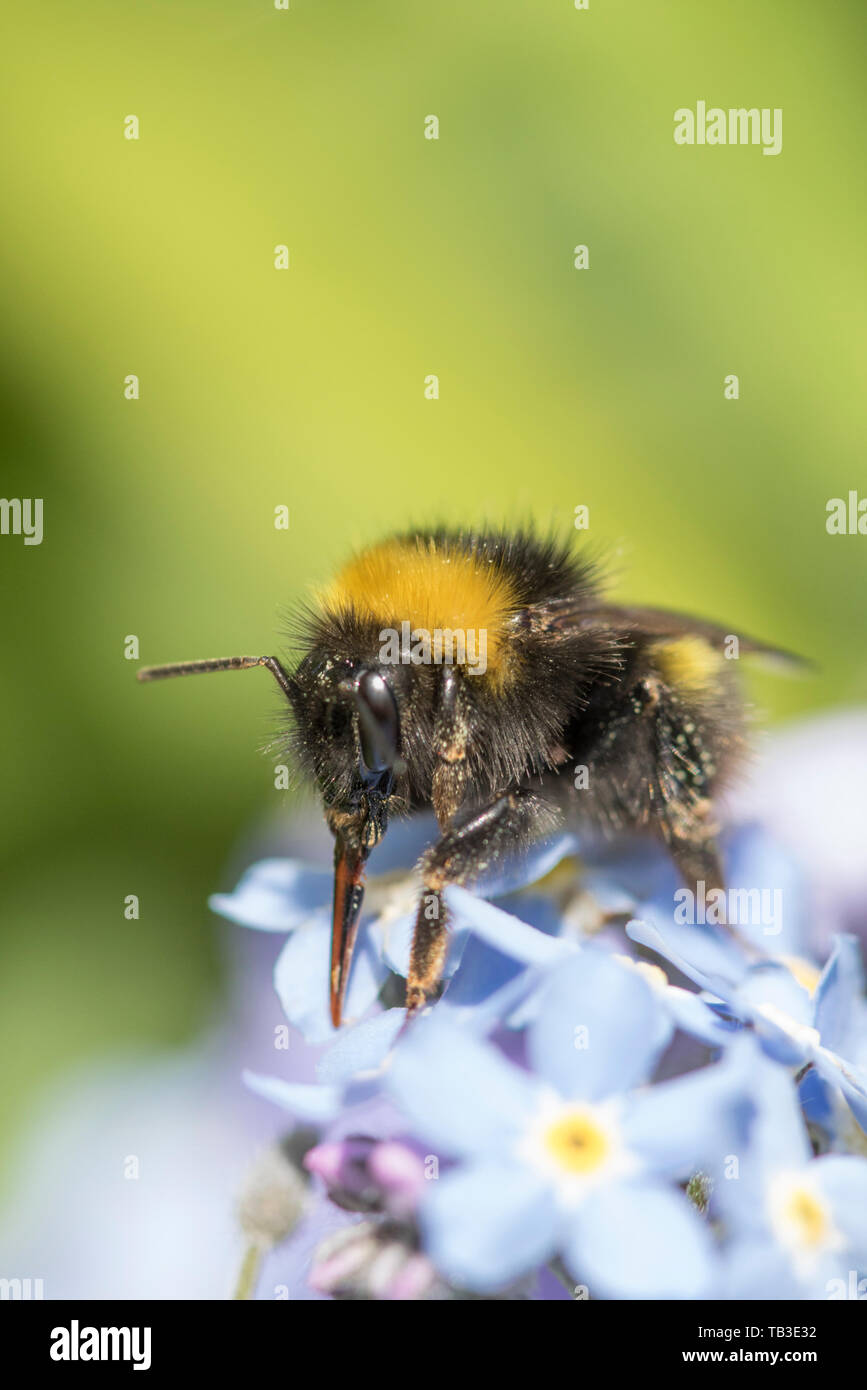 Bumble Bee on Forget-me-Not flowers, England, UK Stock Photo
