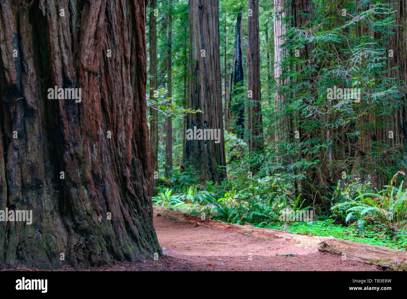 Stout Memorial Grove, California Redwoods Stock Photo